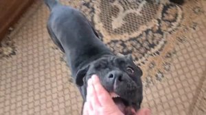 Собака породы кане корсо по кличке марта