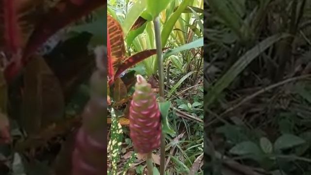 Beehive Ginger Plant