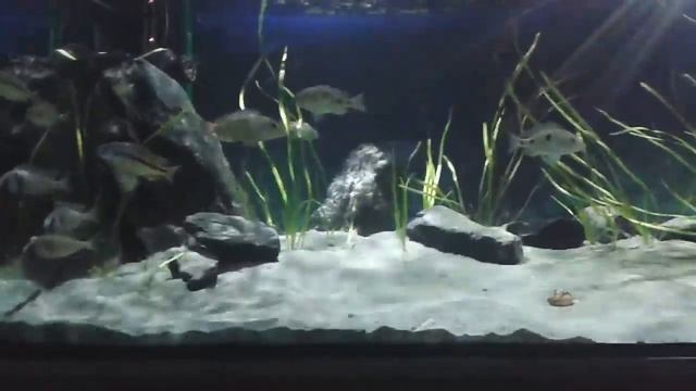 Otopharynx tetrastigma Habitat Becken смотреть онлайн