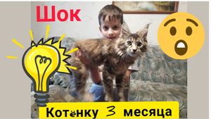 Мейн-кун 3 месяца лучший друг детей