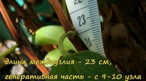 Клематисы, цветущие "от земли". Первая серия