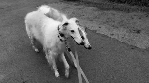 Русская псовая борзая / Borzoi