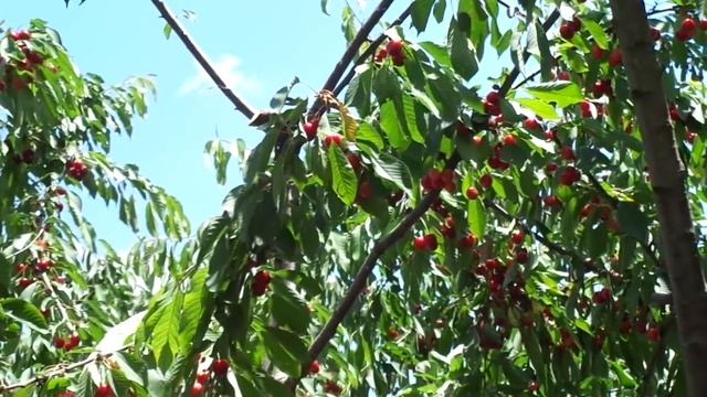 Правильная летняя обрезка взрослой черешни.
