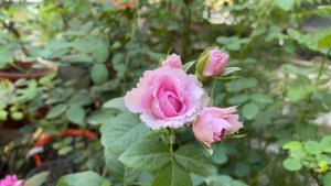 Le Ciel Bleu Rose