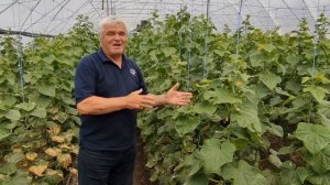 Технология выращивания огурцов и томатов в закрытом грунте