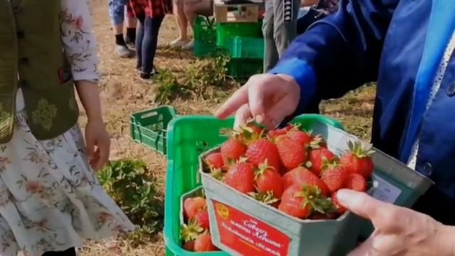 "Поработал 1 день на сборе клубники у Грудинина, рассказываю чем платят и мои впечатления" смотреть онлайн