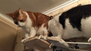 Будни кота Кекса. Как прогнать братца Мафина.