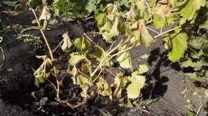 Однолетний виноград готовлю к зиме