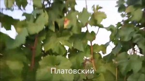 Платовский