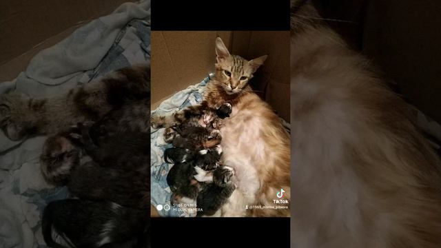 А сегодня наша кошка родила 8 котят