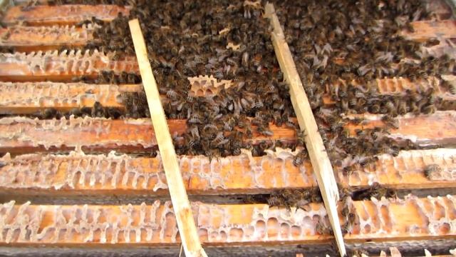 Зимовка пчёл в экстроловых ульях под снегом на сетчатом дне и сплошном. Beekeeping. смотреть онлайн