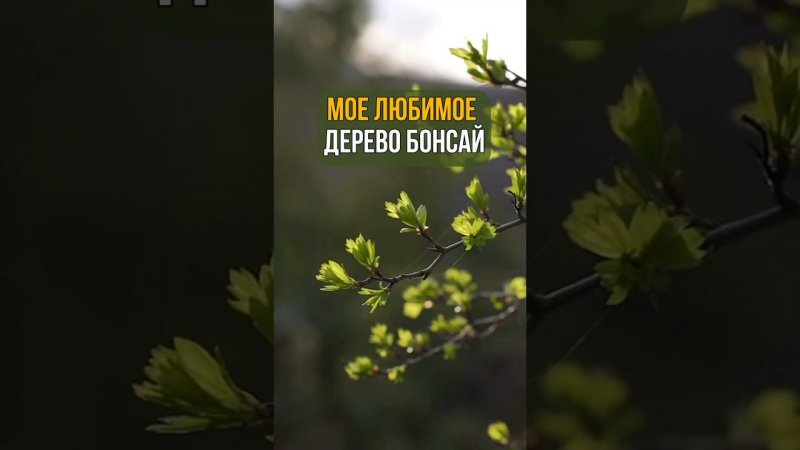 МОЕ ЛЮБИМОЕ ДЕРЕВО БОНСАЙ.