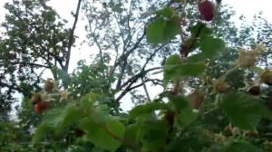 Вот и созрела малина. Сорт "Гусар".