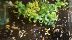 Где живут мои гуппи? Гупячник!!!