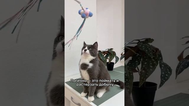 Почему кошка не играет?