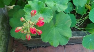 Red Geranium flowers