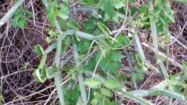 Cissus quadrangularis India [Plants & Dry Cissus Available] смотреть онлайн