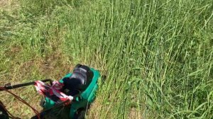 3 способа скосить высокую траву