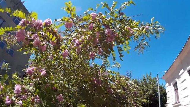 Декоративная розовая акация (робиния клейкая) - дерево с душистыми цветущими гроздьями смотреть онлайн