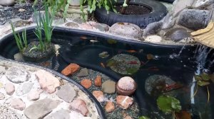 Карпы Кои в домашнем декоративном пруду с водопадом.