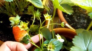 Выращивание дома ремонтантная клубника земляника strawberry на окне 20.04.18. Кокетка зацветает.