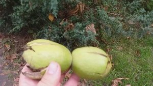 Орех грецкий Великан. Сеянец. Шестой год развития. Обзор плодов.