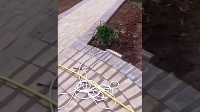 Болезни ТУИ, Грибок на туе Даника. смотреть онлайн