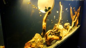 Пересадка аквариумных рыбок. Большой аквариум