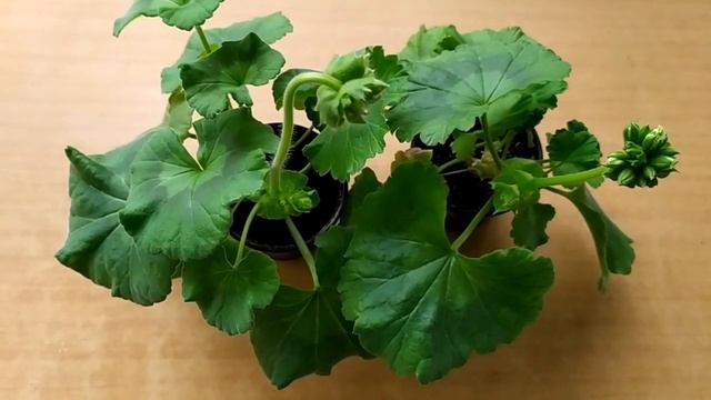 Вырастить новое растение из листьев, цветоносов и "двухэтажных" цветоносов. Альтернатива.Видео №140 смотреть онлайн