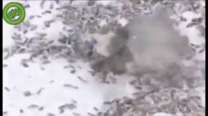 Синица убивает воробья