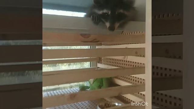 Укус осы в нос смотреть онлайн