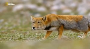 Дикая природа Китая (ч.1)