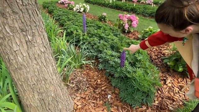 Апрельский Шанхай | Шанхайский ботанический сад | Цветение сакуры