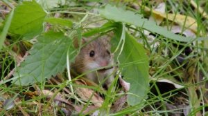 Полевые мышки