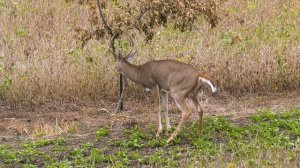 The Story Of A 191" Legend, Mark Drury's Biggest Missouri Buck Ever | Deer Season 22