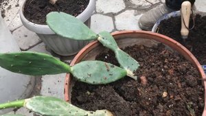 70. Кактус Опунция. Пересадка в Новый горшок