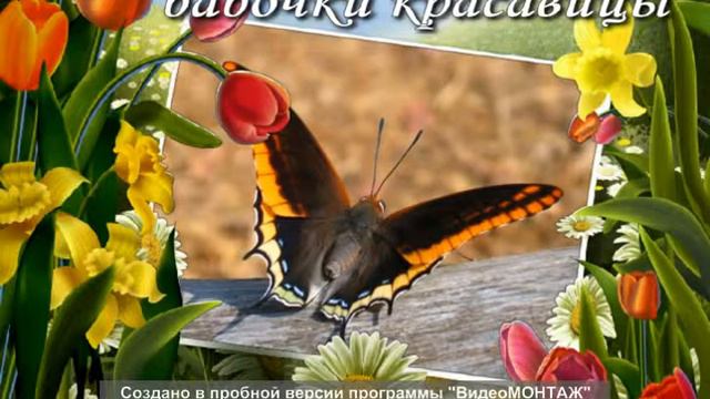 Самые красивые бабочки мира