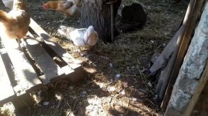 Вылупление индоутят. Цыплята подросли им уже 3месяца))) Переселение индоутки