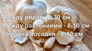 Секретный способ подготовить грядки для озимого чеснока, чтобы получить обильный и крупный урожай