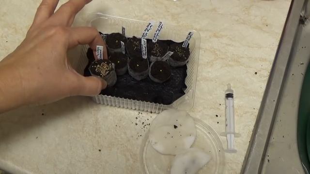 Посев ТУНБЕРГИИ для начинающих. Все тонкости и нюансы. смотреть онлайн