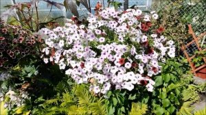 Самый лучший сорт ампельной петунии.Петуния сортТайдал - гигантская петуния.Петуния Тайдал.TIDAL