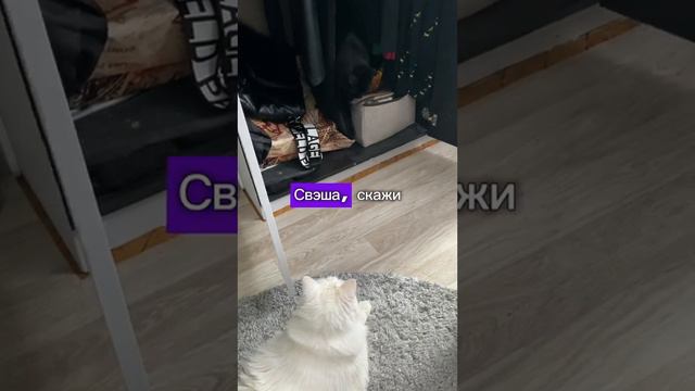 Не делайте эту ошибку | Кот вас может не простить смотреть онлайн