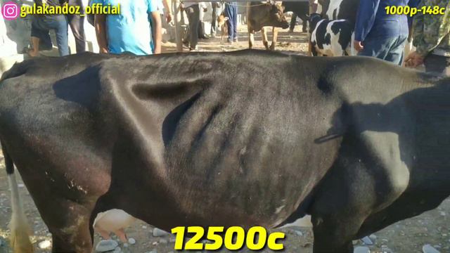 Молбозор Гулакандоз Ж.Расулов Пролетар ШАНБЕ БОЗОР 3000с дан 20.06.2020.