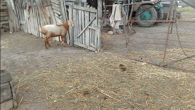 Баранчик Гиссарский 7 месяцев. смотреть онлайн