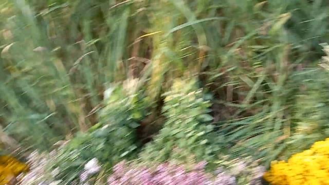 Сбор трав как бизнес. Продажа Авито смотреть онлайн