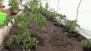 Посадка томатов в теплицу со всеми подробностями. Как высаживаю, чем удобряю, как поливаю и т. д.