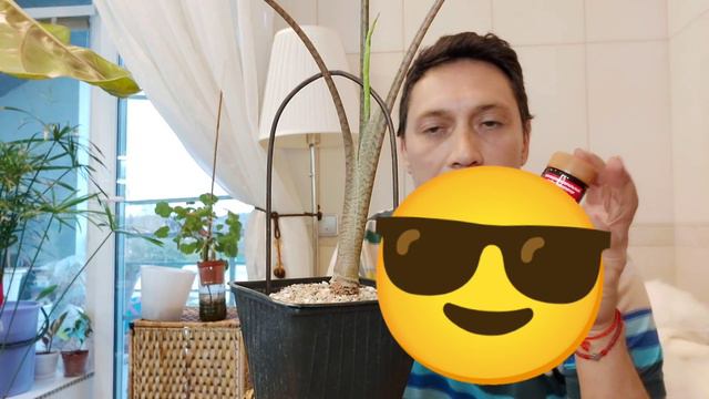 Alocasia Pseudo Sanderiana пересадка , размножение смотреть онлайн