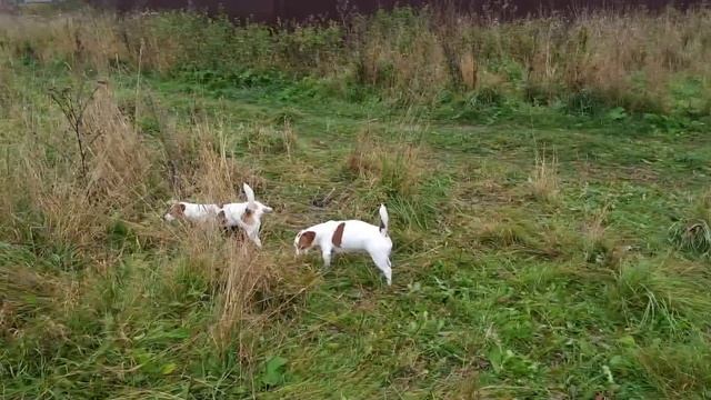 ОДЕЖДА ДЛЯ ДЖЕК РАССЕЛА. НАДО ЛИ?