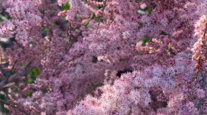 Тамарикс (бисерник гребенщик) цветение, интересные факты о растении.