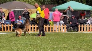 ПП 320 ВИКТОРИЯ из Дома Шебис / Моно немецких овчарок ПК БРОННИЦЫ 10.08.2024